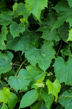 yeşil yapraklar arkaplan, görünümü kapat 