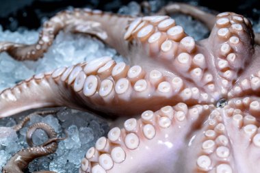 Pazarda buzlu taze ahtapot