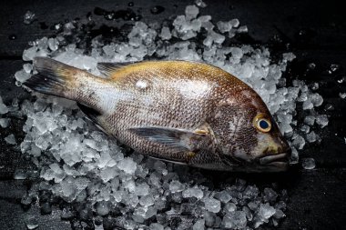 Taze çiğ balık. Buzlu taze balık..