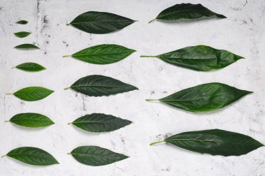 Beyaz mermer üzerinde yeşil yapraklardan oluşan basit desen