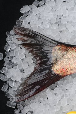 Buzda beyaz başlı inek balığı kısmi görüntüsü