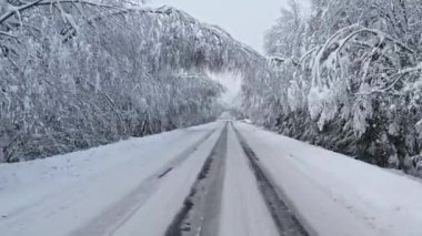 The road in forest after snowstorm. Trees with droopy branches near the road. Plateliai, Lithuania.