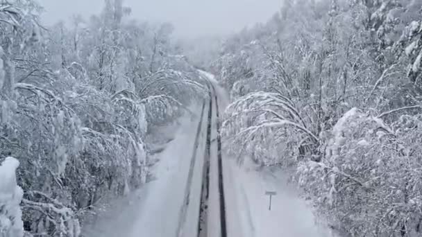 Road Forest Snowstorm Trees Droopy Branches Road Plateliai Lithuania — Stock Video