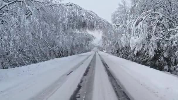 Road Forest Snowstorm Trees Droopy Branches Road Plateliai Lithuania — Stock Video