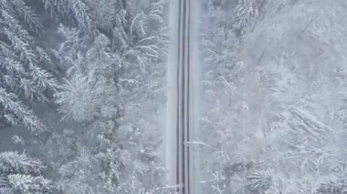 The road in forest after snowstorm. Trees with droopy branches near the road. Plateliai, Lithuania.