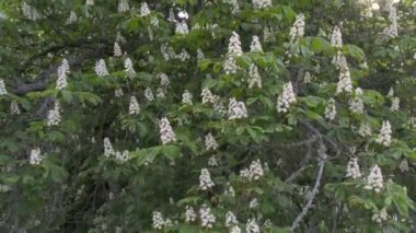 Çiçek açan beyaz kestane ağacı videosu (Aesculus hippocastanum).