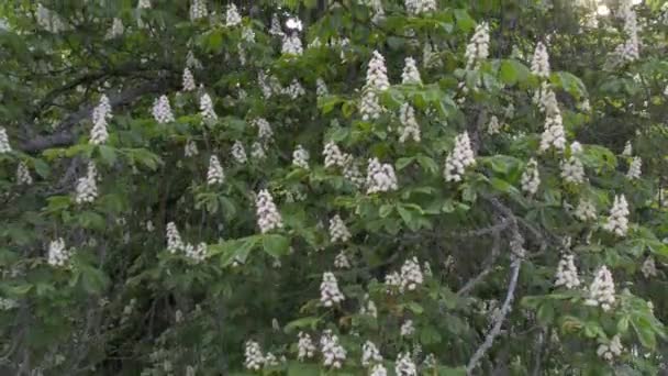 Video Der Blühenden Weißen Kastanie Aesculus Hippocastanum — Stockvideo