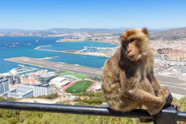 Gibraltar monkey monkeys airport travel traveling Spain travelling