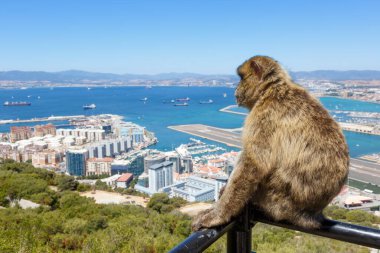 Gibraltar monkey monkeys port airport travel traveling Spain travelling