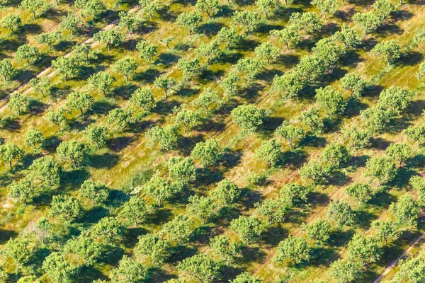 Ελαιόδεντρα Στη Μαγιόρκα Καλοκαίρι Από Ψηλά Αεροφωτογραφία — Φωτογραφία Αρχείου