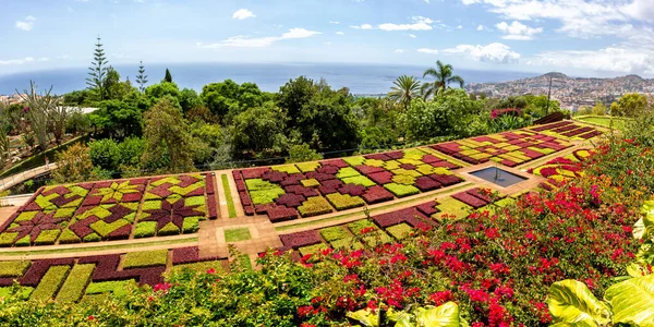Flowers Plants Botanical Garden Funchal Travel Panorama Madeira Island Portugal — Stock Photo, Image