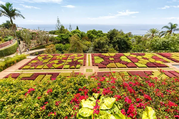 Flowers Plants Botanical Garden Funchal Travel Madeira Island Portugal — Stock Photo, Image