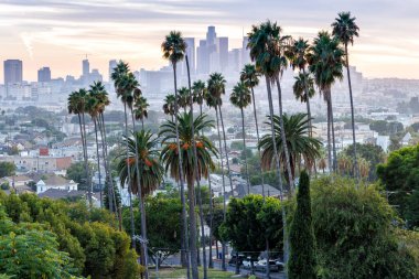 Los Angeles ufuk çizgisi ve şehir merkezi gün batımında palmiye ağaçları Ela Park California 'da ABD' de