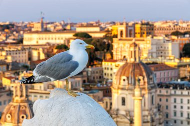 İtalya 'da Roma' nın ufuk çizgisi olan martı