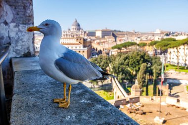 Roma 'da Castel Sant' Angelo 'da Martı ve Vatikan' da Aziz Peter Bazilikası