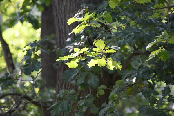 Liście Dębu Zielonego Lesie — Zdjęcie stockowe