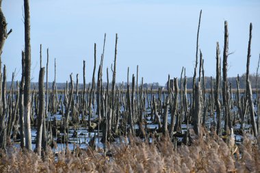 Yükselen kereste kirişleriyle bataklık gölünde ölü ağaçlar.