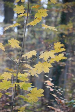 autumn forest with yellow leaves and branches clipart