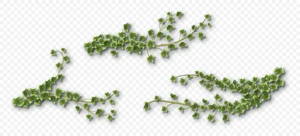 Sarmaşık, yemyeşil yapraklı. Hedera 'nın takip eden dalları gri bir arka planda izole edildi. Vektör illüstrasyonu.