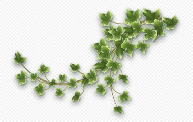 Ivy vine with lush green leaves. Hedera trailing branch isolated on a grey background. Vector illustration. clipart