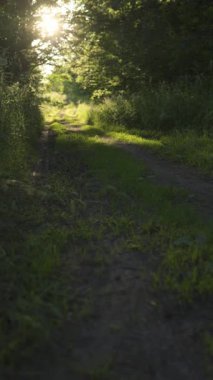 Güneş ışınları, ormanın ortasında yaklaşan gün batımında ağaç tepelerinin yapraklarını delip geçer..