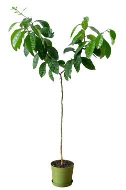 Genç greyfurt ağacı beyaz izole bir arka planda saksıda. Bahçede veya meyve bahçesinde yetişmek için meyve çalıları, dekoratif saksı bitkisi.