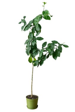 Beyaz izole bir arka planda, tencerede genç bir portakal ağacı. Bahçede veya meyve bahçesinde yetişmek için meyve çalıları, dekoratif saksı bitkisi.