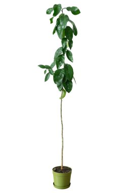 Beyaz izole bir arka planda, tencerede genç bir portakal ağacı. Bahçede veya meyve bahçesinde yetişmek için meyve çalıları, dekoratif saksı bitkisi.