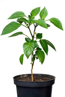 Beyaz izole bir arka planda plastik bir tencerede çiçek açan kırmızı biber tohumu. Sarı çiçek tozlaşmaya hazır..