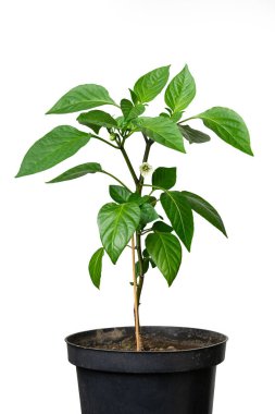 Beyaz izole bir arka planda plastik bir tencerede çiçek açan kırmızı biber tohumu. Sarı çiçek tozlaşmaya hazır..