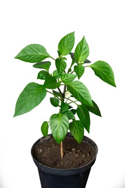 Beyaz izole bir arka planda plastik bir tencerede çiçek açan kırmızı biber tohumu. Sarı çiçek tozlaşmaya hazır..