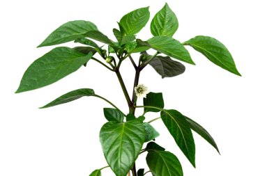 Beyaz izole bir arka planda plastik bir tencerede çiçek açan kırmızı biber tohumu. Sarı çiçek tozlaşmaya hazır..