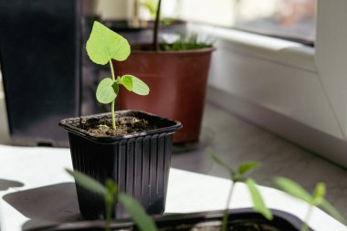 Güneş ışığıyla aydınlatılan küçük bir Afrika Kiwano salatalığı (salatalık metuliferus) tohumu. Yeni Zelanda 'ya özgü mevsimlik bir bitki.