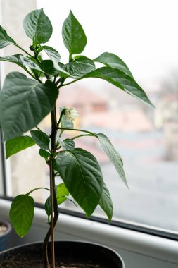 Siyah plastik bir tencerede büyüyen genç kırmızı biberin çiçek açan yeşil tohumu, tozlanmaya hazır sarı bir çiçeğe yaklaşıyor. Gün ışığıyla aydınlatılan bir eşiğe yerleştirilmiş