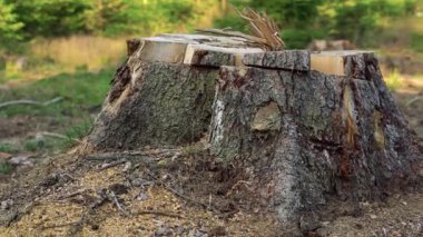 Ormanların yok oluşundan sonraki ağaç kütüğü: Yeni kesilmiş bir ağaç kütüğünün hareketli videosu, ormanların yok oluşunun çevresel etkisine sessizce tanıklık ediyor, yeniden ekilmiş fidanların arka planına karşı.