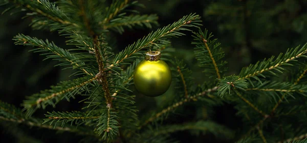 Hintergrund Der Grünen Zweige Eines Weihnachtsbaums Mit Glänzenden Bunten Ball — Stockfoto
