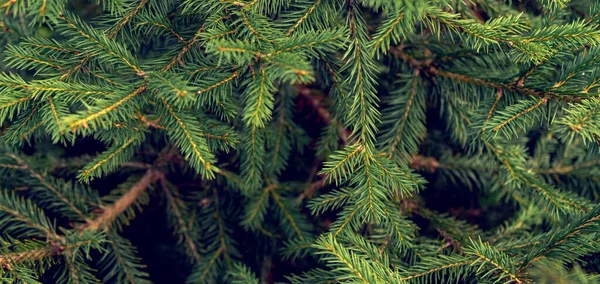 常緑小葉の緑色の背景トウヒの枝 — ストック写真