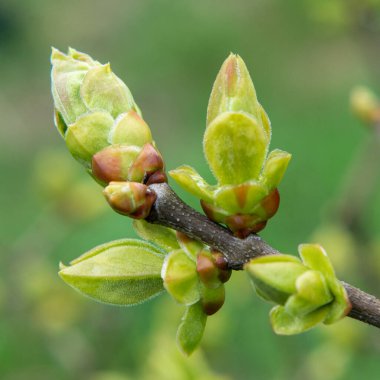 Narin, güzel bahar tomurcukları yakın planda açan leylaklar.