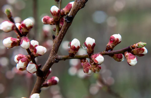 精致而甜美的春天 在特写中绽放着樱桃或桃芽 免版税图库图片
