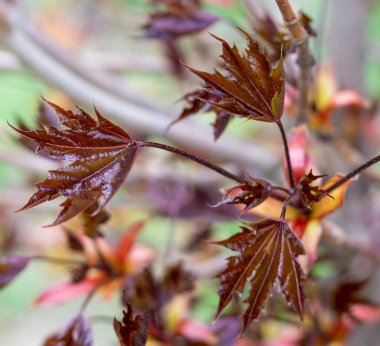 Parlak doymuş taze akçaağaç yaprakları baharda çiçek açar.