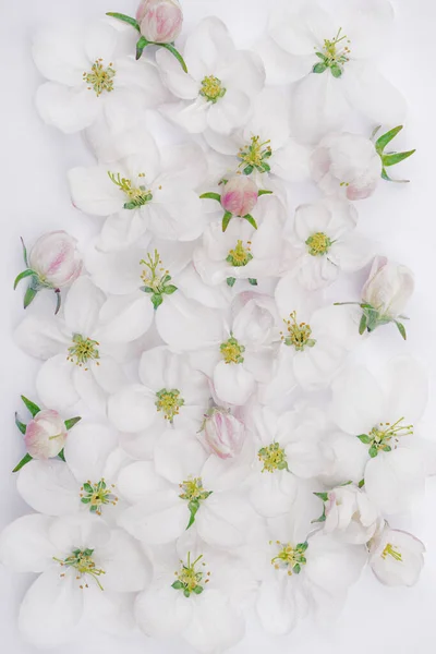 cute background of delicate delicate flowers of apple tree