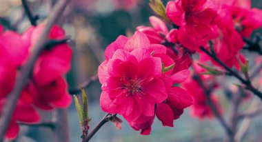 İlkbaharda zarif, narin, doymuş şeftali çiçekleri..