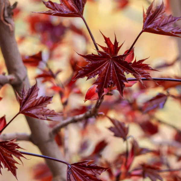 Молодые Цветущие Кленовые Ветви Нежными Листьями — стоковое фото