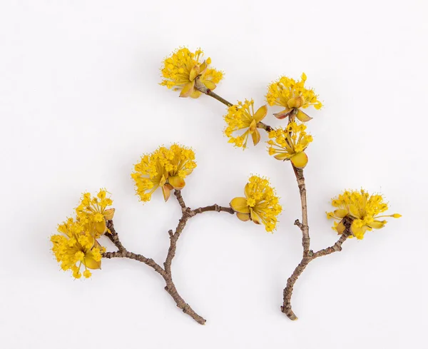Üzerinde Parlak Sarı Kızılcık Çiçekleri Olan Bahar Kartı Telifsiz Stok Imajlar