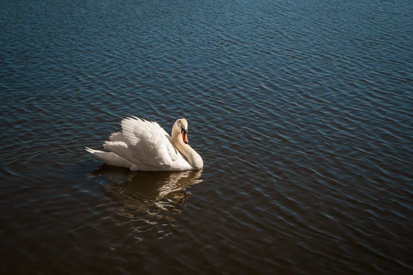 Bonito Cisne Selvagem Branco Nobre Flutuando Lago — Fotografia de Stock