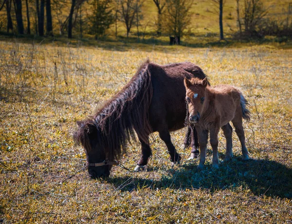 Koně Létě Koňské Farmě Zblízka — Stock fotografie