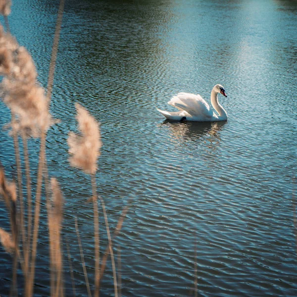 美丽而高贵的白天鹅漂浮在湖中 — 图库照片