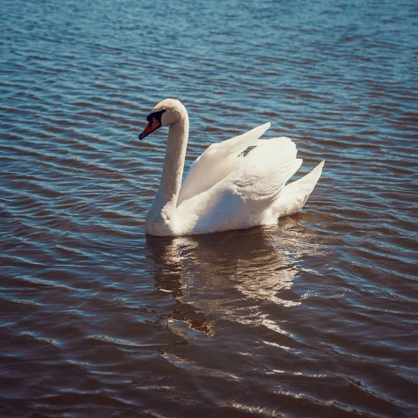 美丽而高贵的白天鹅漂浮在湖中 — 图库照片