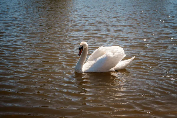 Beautiful Noble White Wild Swan Floating Lake — Stock Photo, Image