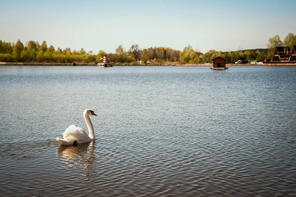 stock image Beautiful noble white wild swan floating in the lake.